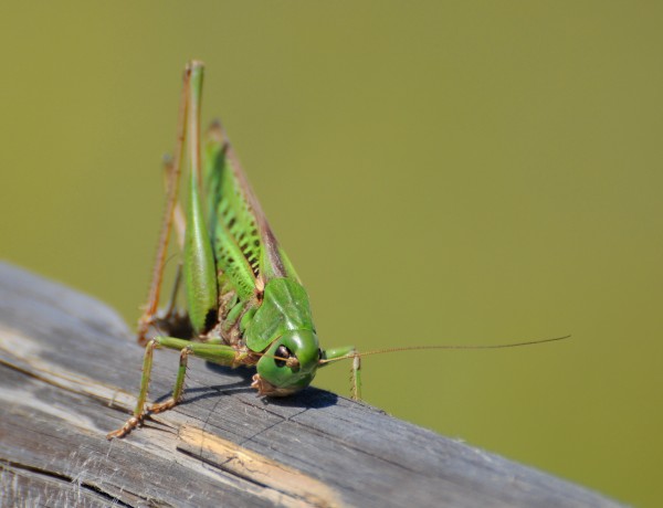 Green Grasshoper 